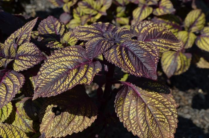 Solenostemon scutellarioides Fishnet Stockings