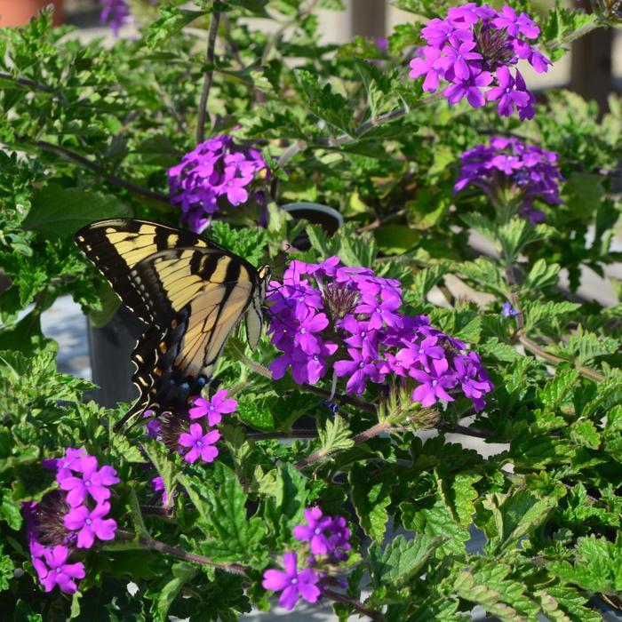 Verbena canadensis Homestead Purple