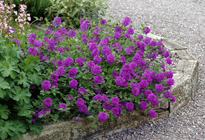 Verbena canadensis Homestead Purple