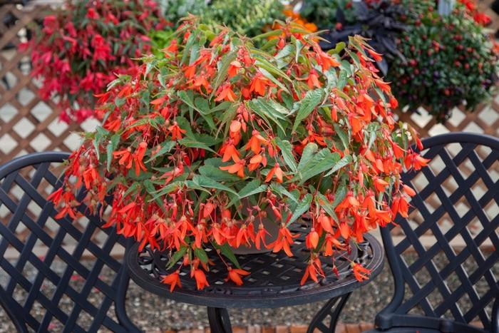 Begonia boliviensis Bossa Nova® Orange