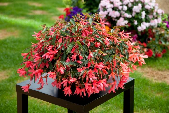 Begonia boliviensis Bossa Nova® Pink Glow