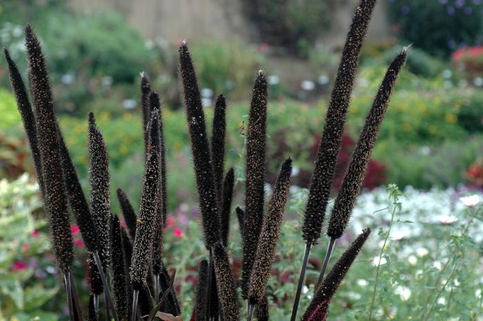 Pennisetum glaucum Purple Baron