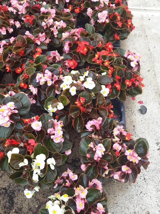 Begonia semperflorens Senator Bronze Leaf Mix