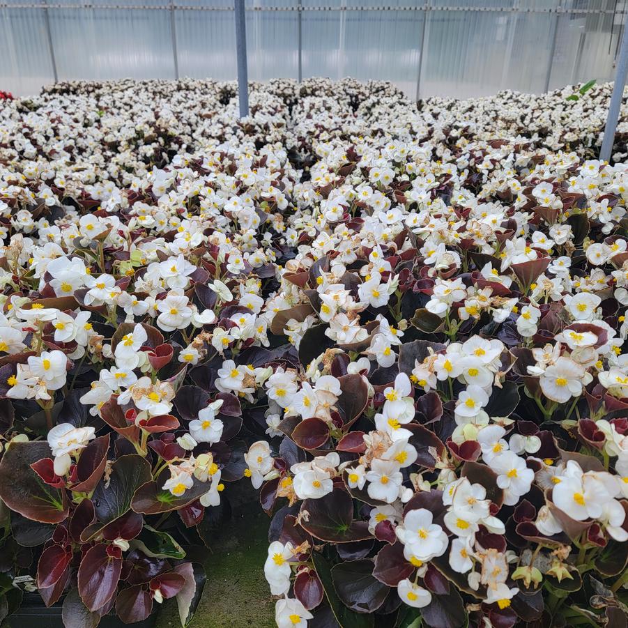 Begonia semperflorens Senator Bronze Leaf White