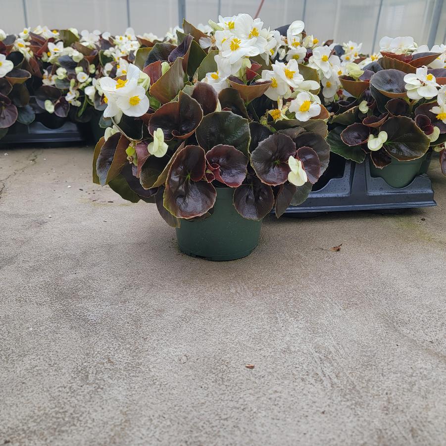 Begonia semperflorens Senator Bronze Leaf White