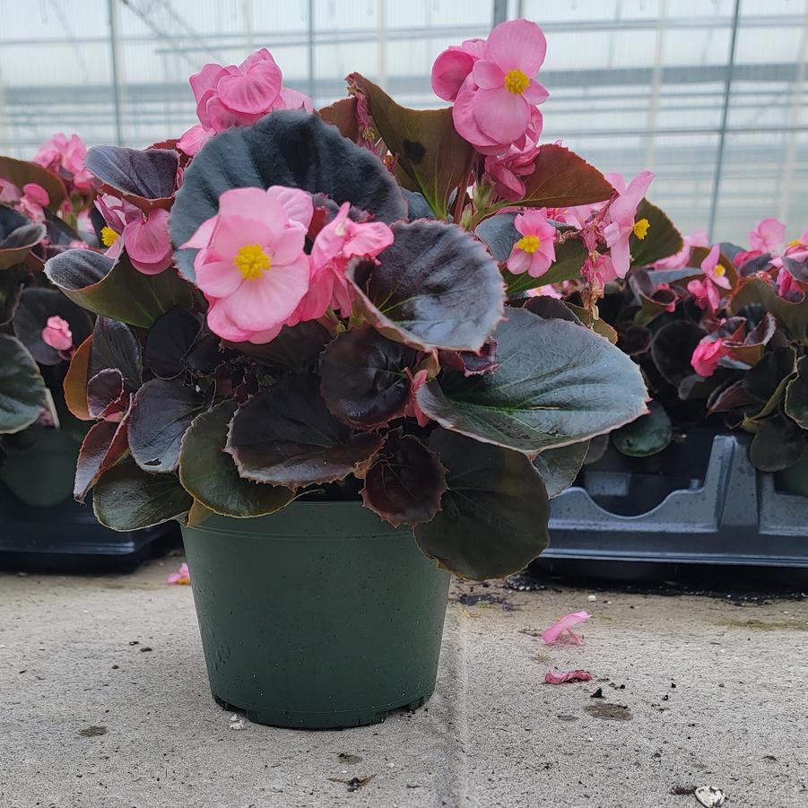 Begonia semperflorens Senator Bronze Leaf Pink