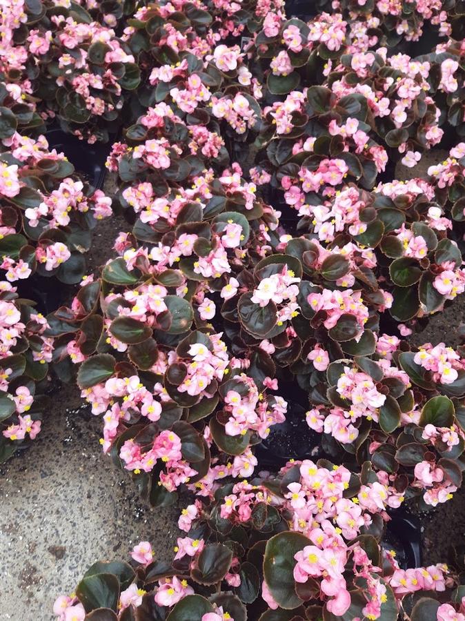 Begonia semperflorens Senator Bronze Leaf Pink