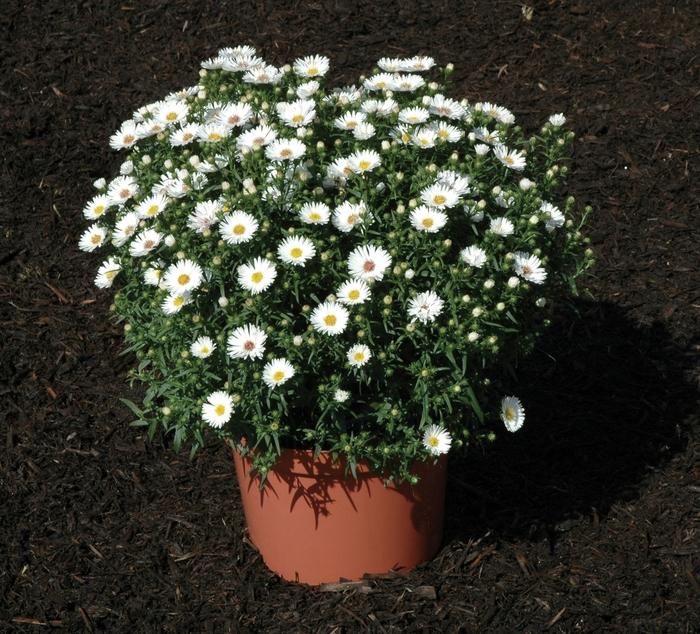 Aster novi-belgii Puff&trade White