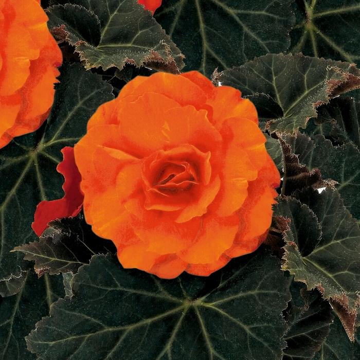 Begonia x tuberhybrida Nonstop® Mocca Deep Orange