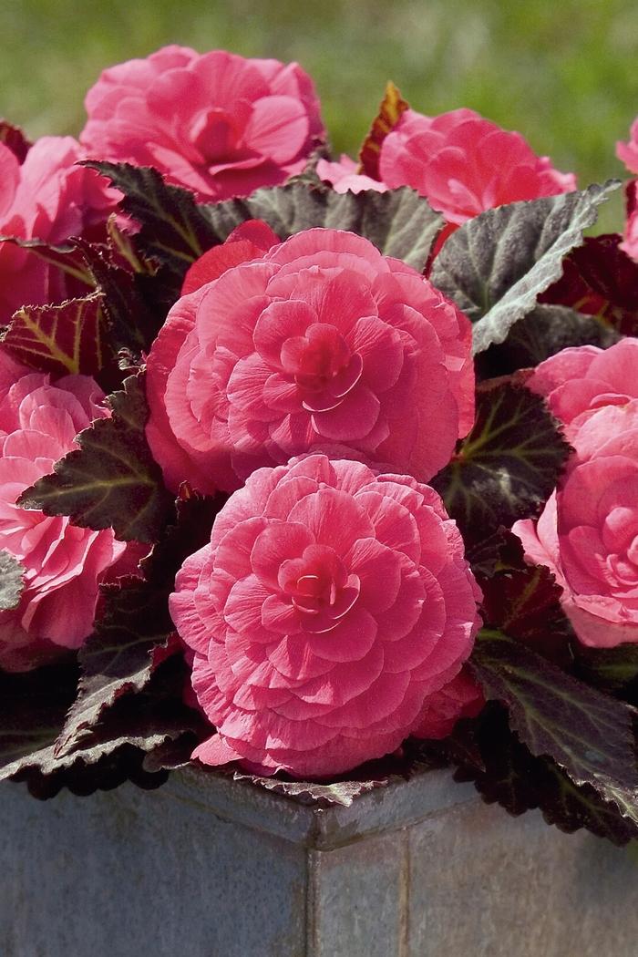 Begonia x tuberhybrida Nonstop® Mocca Pink Shades