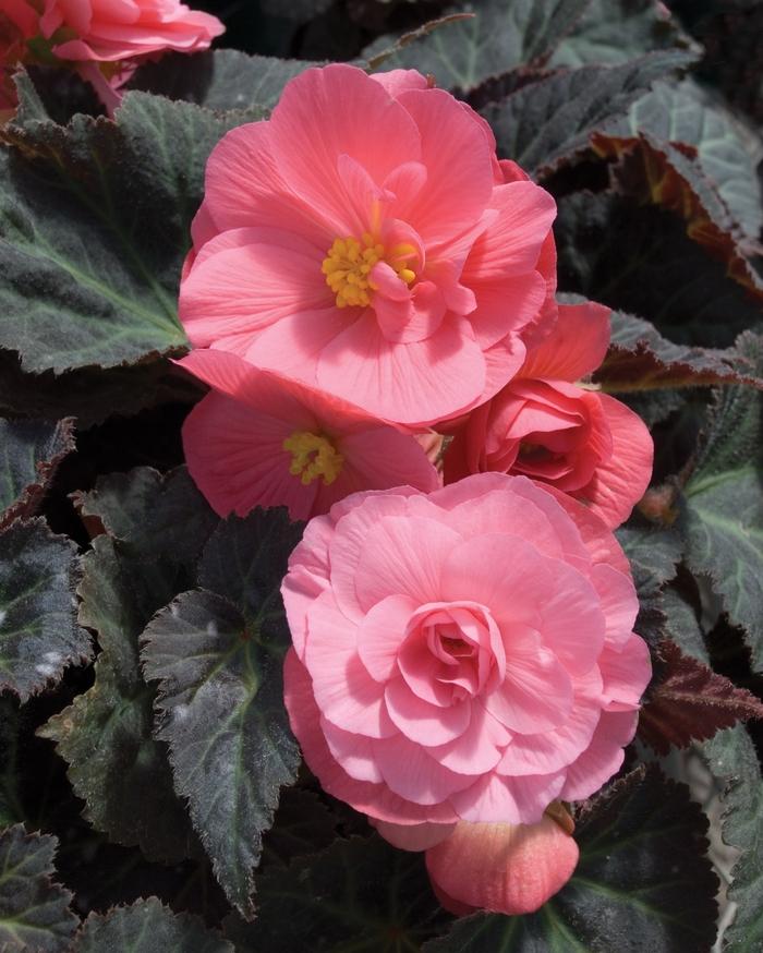 Begonia x tuberhybrida Nonstop® Mocca Pink Shades