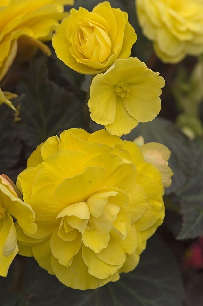 Begonia x tuberhybrida Nonstop® Mocca Yellow