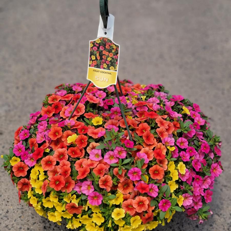 Calibrachoa fruit cocktail mixmaster