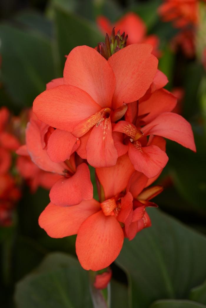 Canna x generalis Cannova® Red Shades