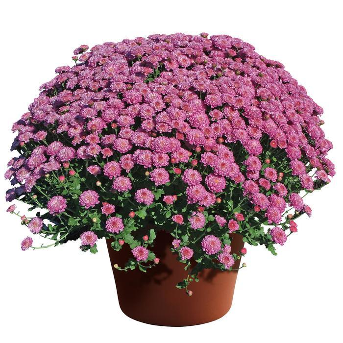 Chrysanthemum x morifolium Gigi™ Dark Pink