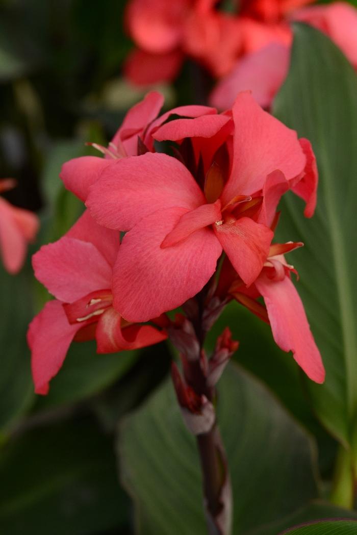 Canna x generalis Cannova® Rose