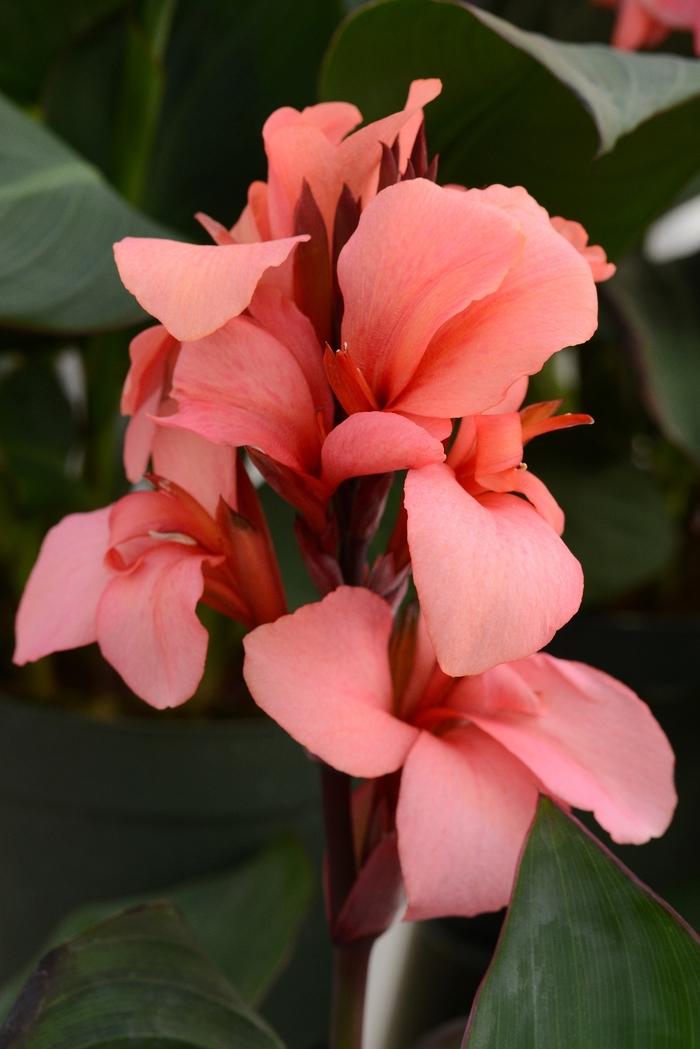 Canna x generalis Cannova® Mango