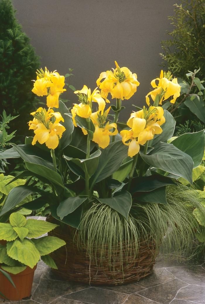 Canna x generalis Cannova® Yellow