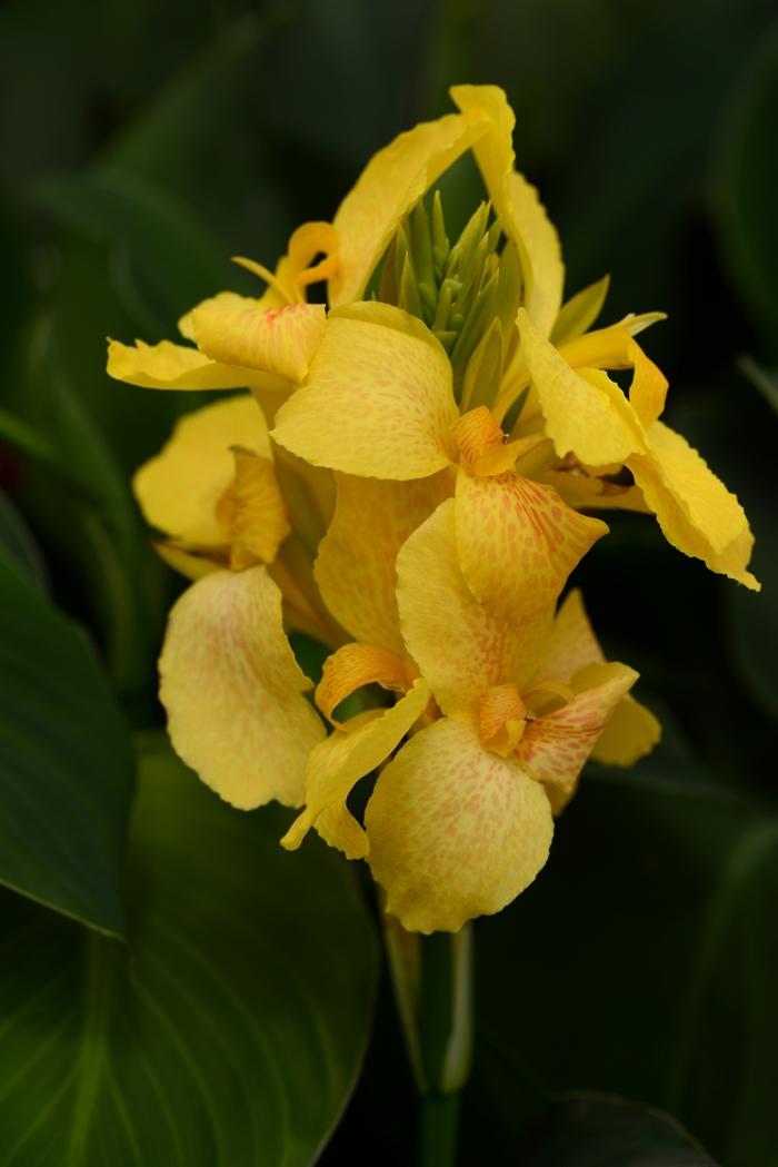 Canna x generalis Cannova® Yellow