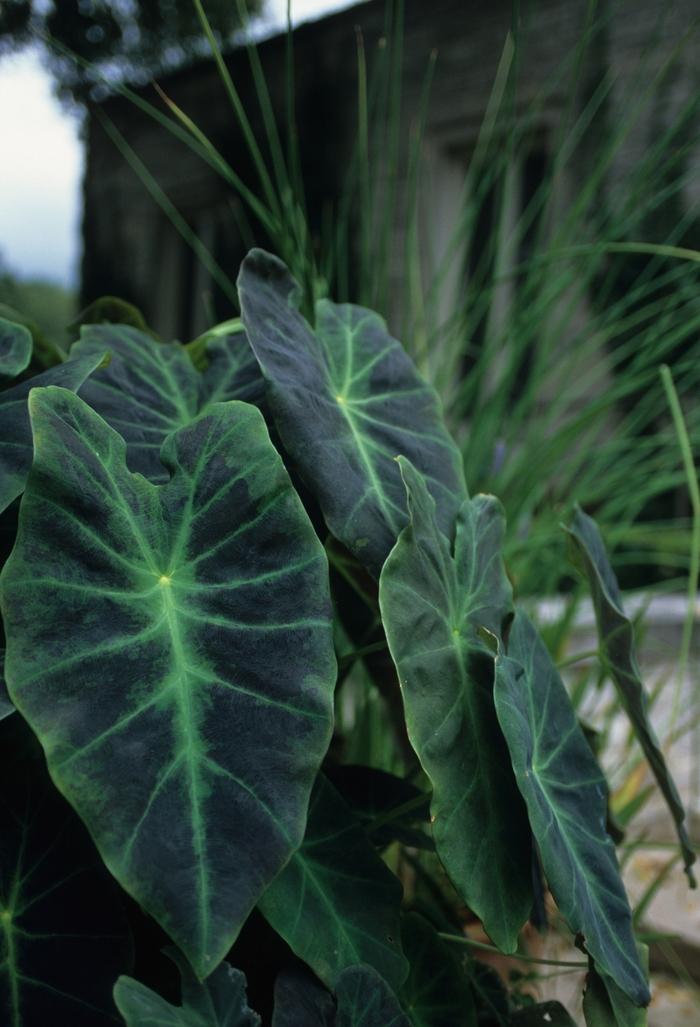 Colocasia esculenta Illustris