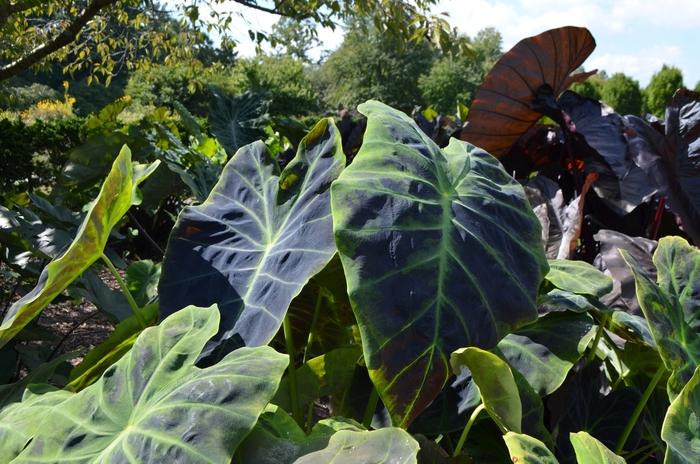 Colocasia esculenta Illustris