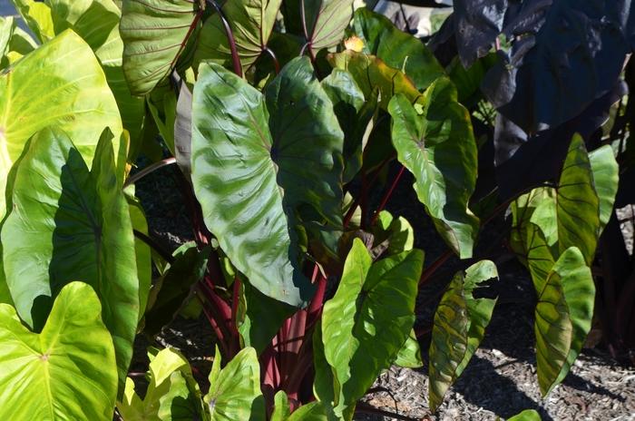 Colocasia esculenta Royal Hawaiian® Hawaiian Punch