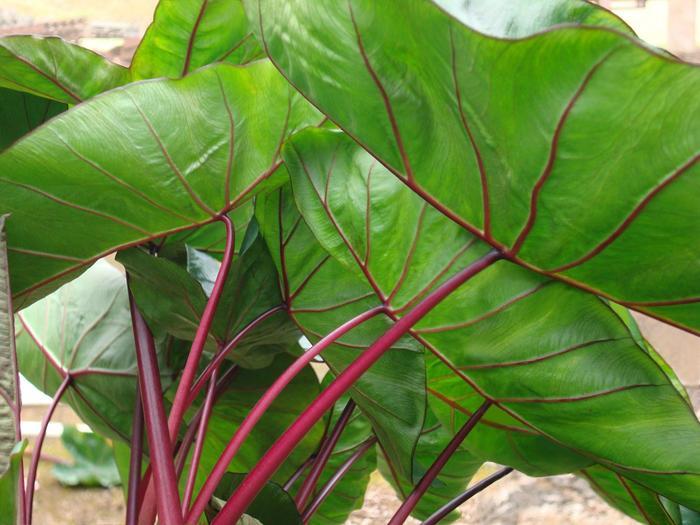 Colocasia esculenta Royal Hawaiian® Hawaiian Punch