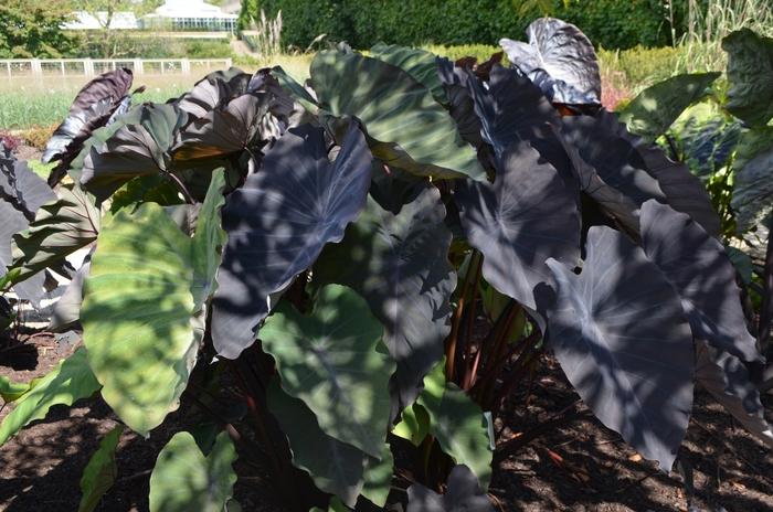 Colocasia esculenta Hawaiian Eye