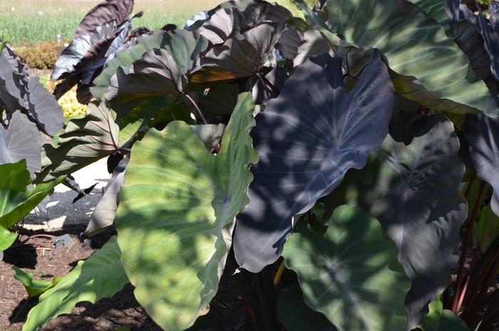 Colocasia esculenta Hawaiian Eye