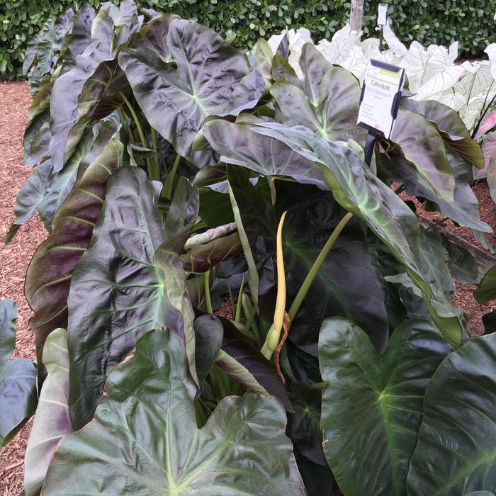 Colocasia esculenta Royal Hawaiian® Aloha