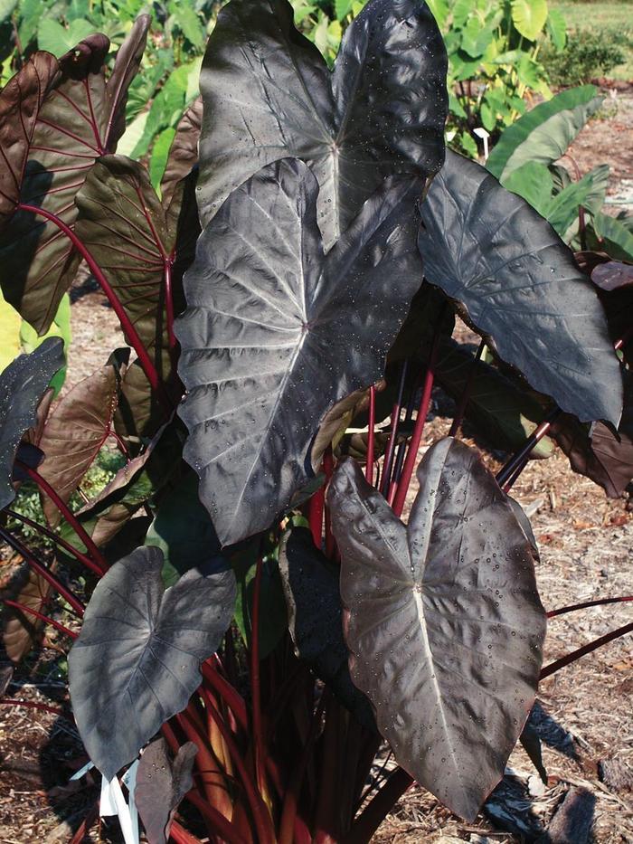 Colocasia esculenta Royal Hawaiian® Diamond Head