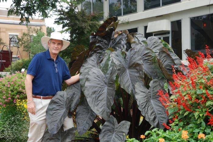 Colocasia esculenta Royal Hawaiian® Diamond Head