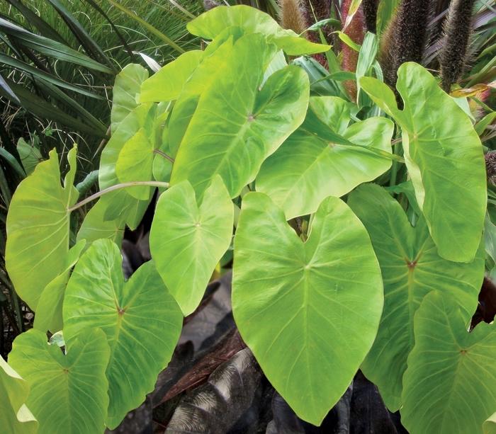 Colocasia esculenta Royal Hawaiian® Maui Gold