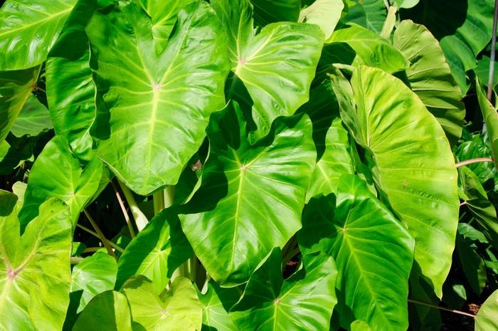 Colocasia esculenta Royal Hawaiian® Maui Gold