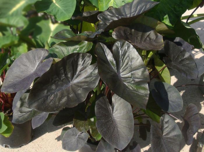 Colocasia esculenta Royal Hawaiian® Kona Coffee