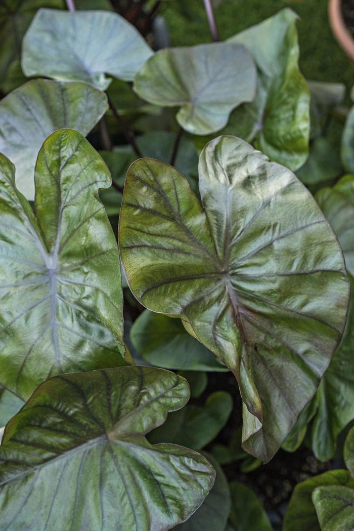 Colocasia esculenta Royal Hawaiian® Kona Coffee