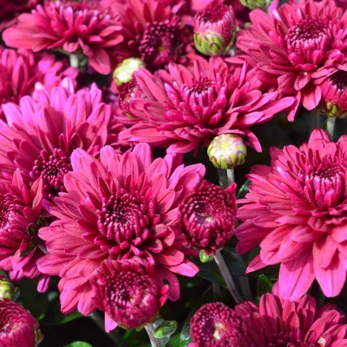 Chrysanthemum x morifolium Plumberry Purple