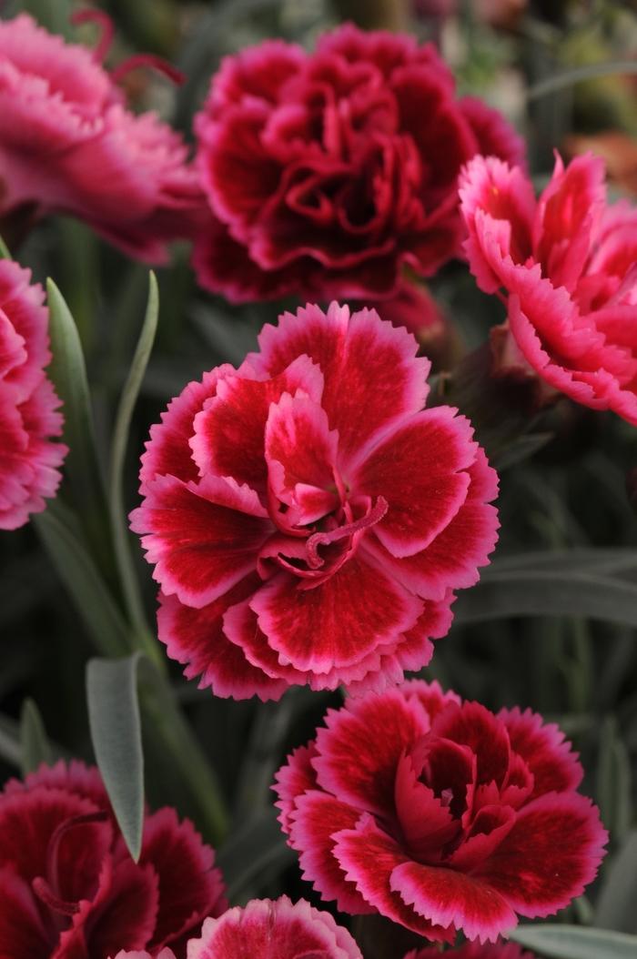 Dianthus Everlast™ Burgundy Blush