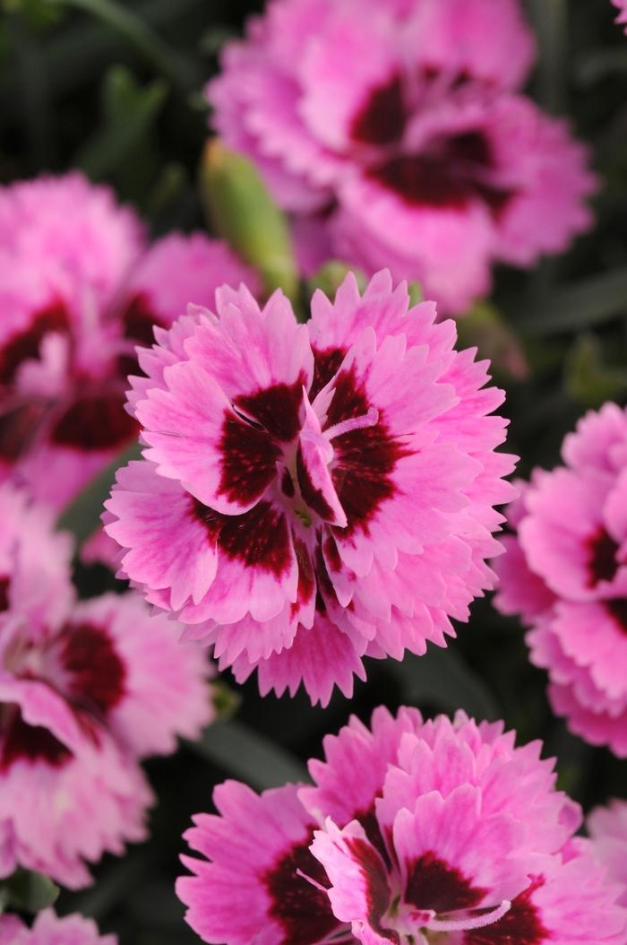 Dianthus Everlast™ Lilac + Eye