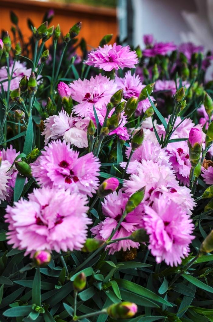 Dianthus Everlast™ Lilac + Eye