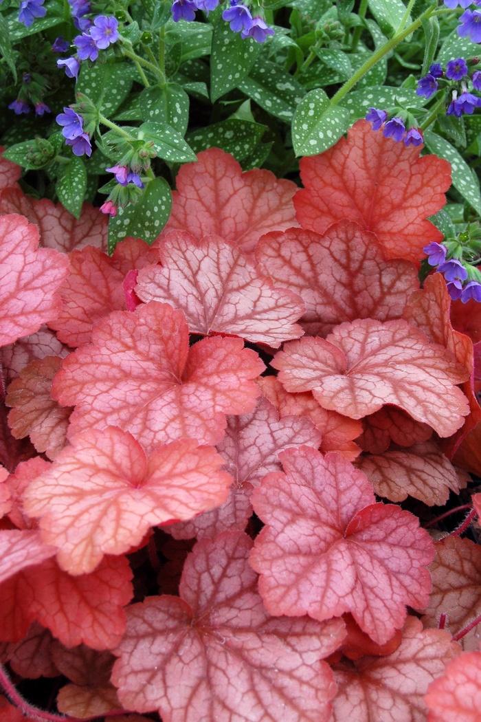 Heuchera Georgia Peach