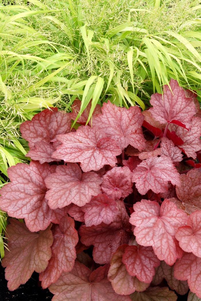 Heuchera Georgia Peach