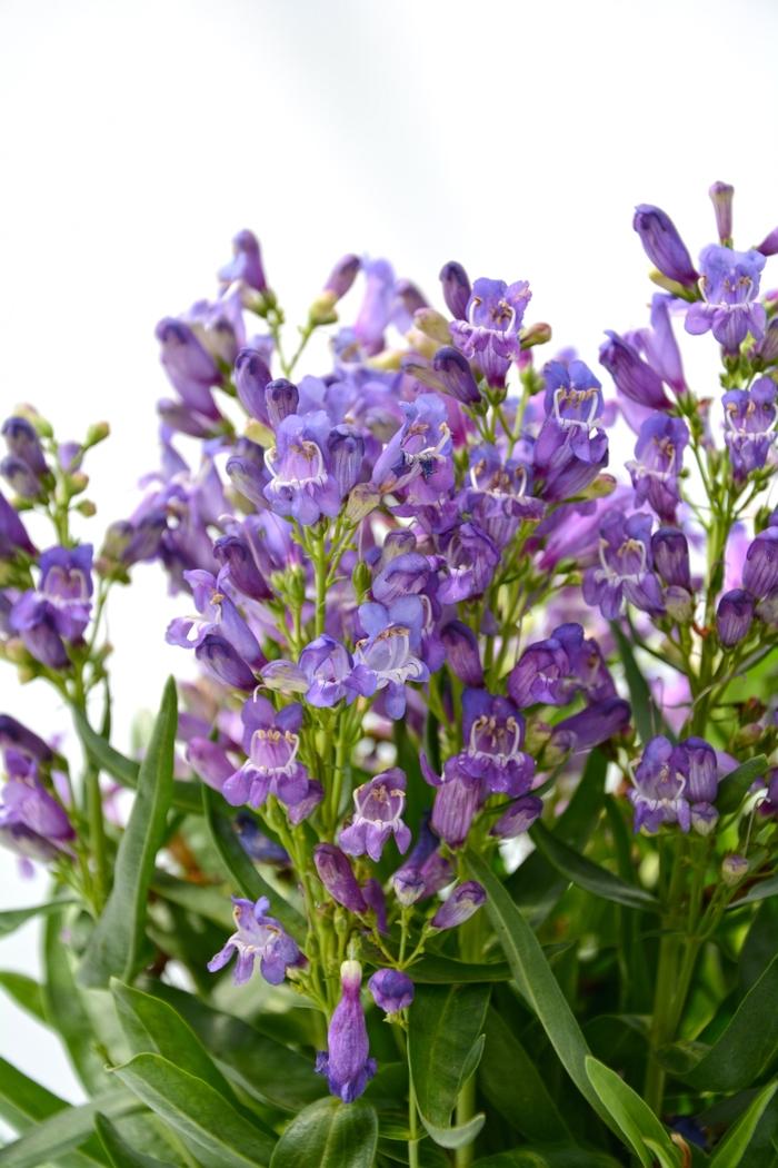 Penstemon Rock Candy® Blue