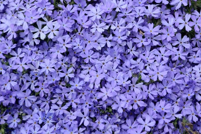 Phlox Violet Pinwheels