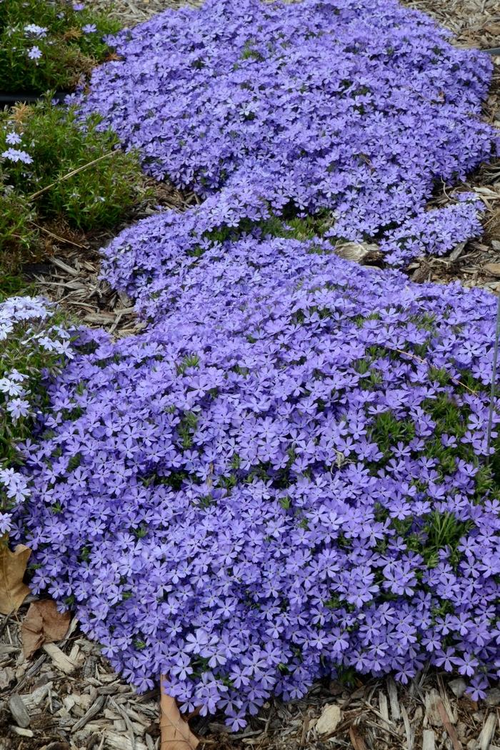 Phlox Violet Pinwheels