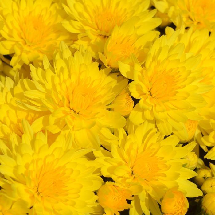 Chrysanthemum x morifolium Honeyblush Yellow