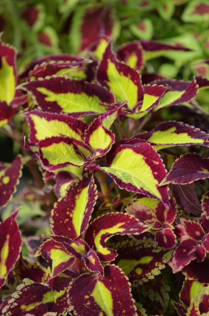 Solenostemon scutellarioides Saturn