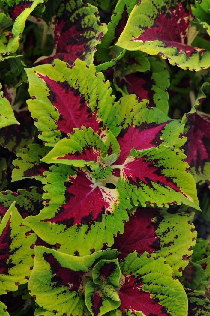 Solenostemon scutellarioides Kong® Rose