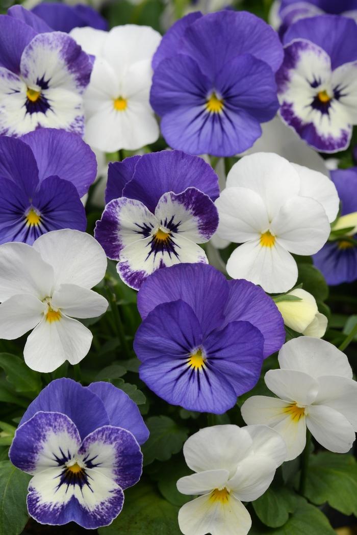 Viola cornuta Sorbet® XP Blueberry Sundae Mixture