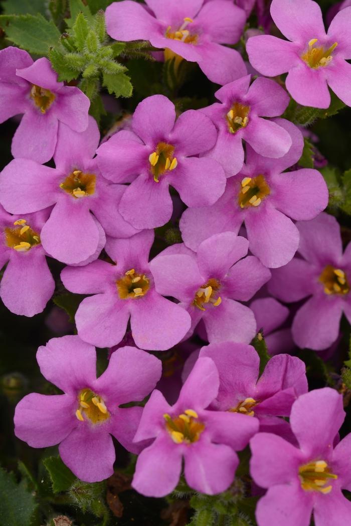 Sutera cordata MegaCopa™ Pink